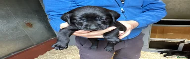 Labrador Retriever 2