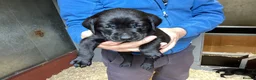 Labrador Retriever dogs for sale: Gorgeous litter - 3 sold already in Carluke - Advert 7