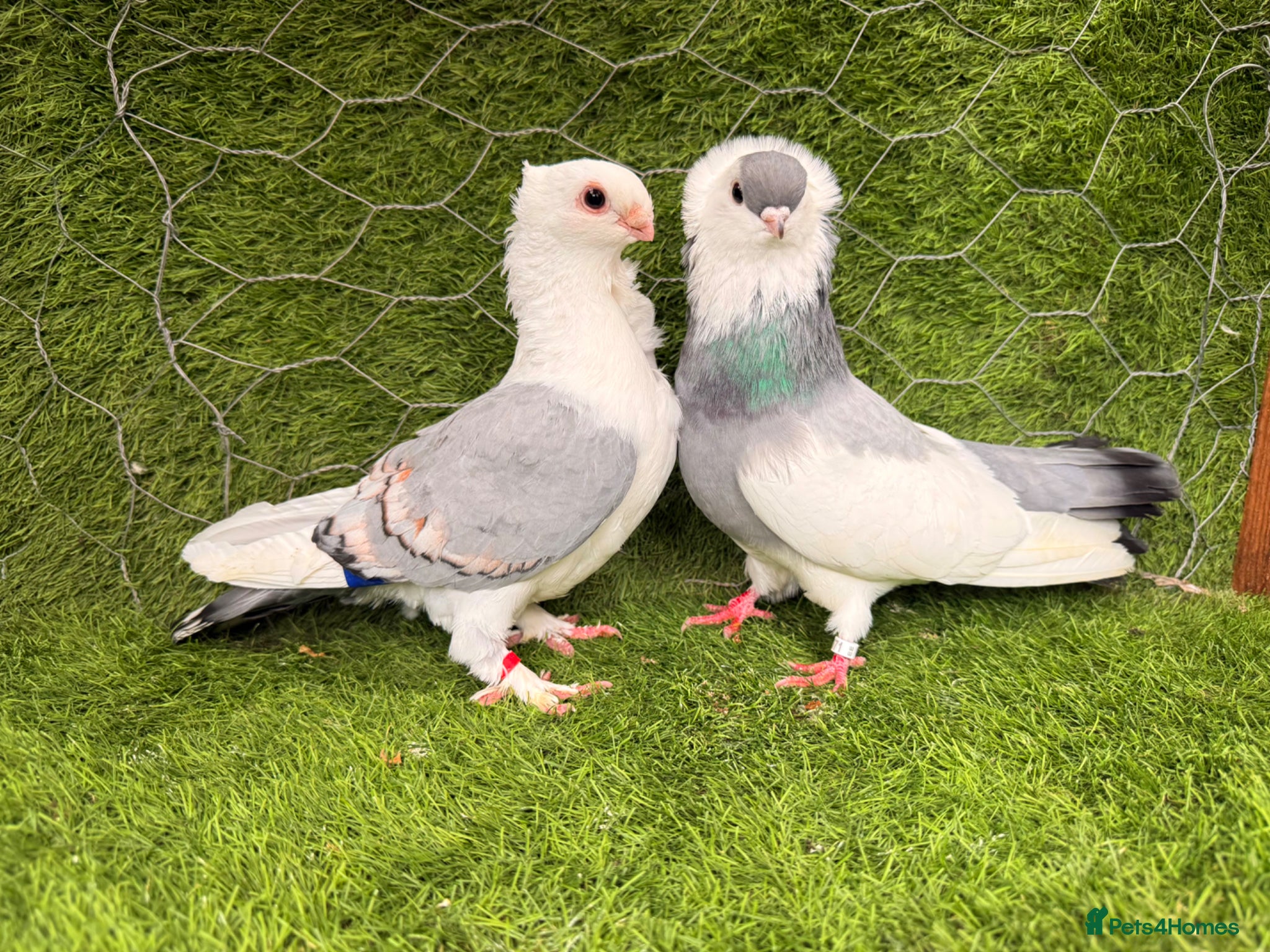 Pigeons birds Top Quality Strong Breeding Pair – Vaccinated - Advert 1