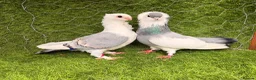 Pigeons birds for sale: Top Quality Strong Breeding Pair – Vaccinated - Advert 2