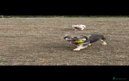 French Bulldog dogs for stud: Fluffy Frenchbulldog for stud checkmate bloodline - Image 2