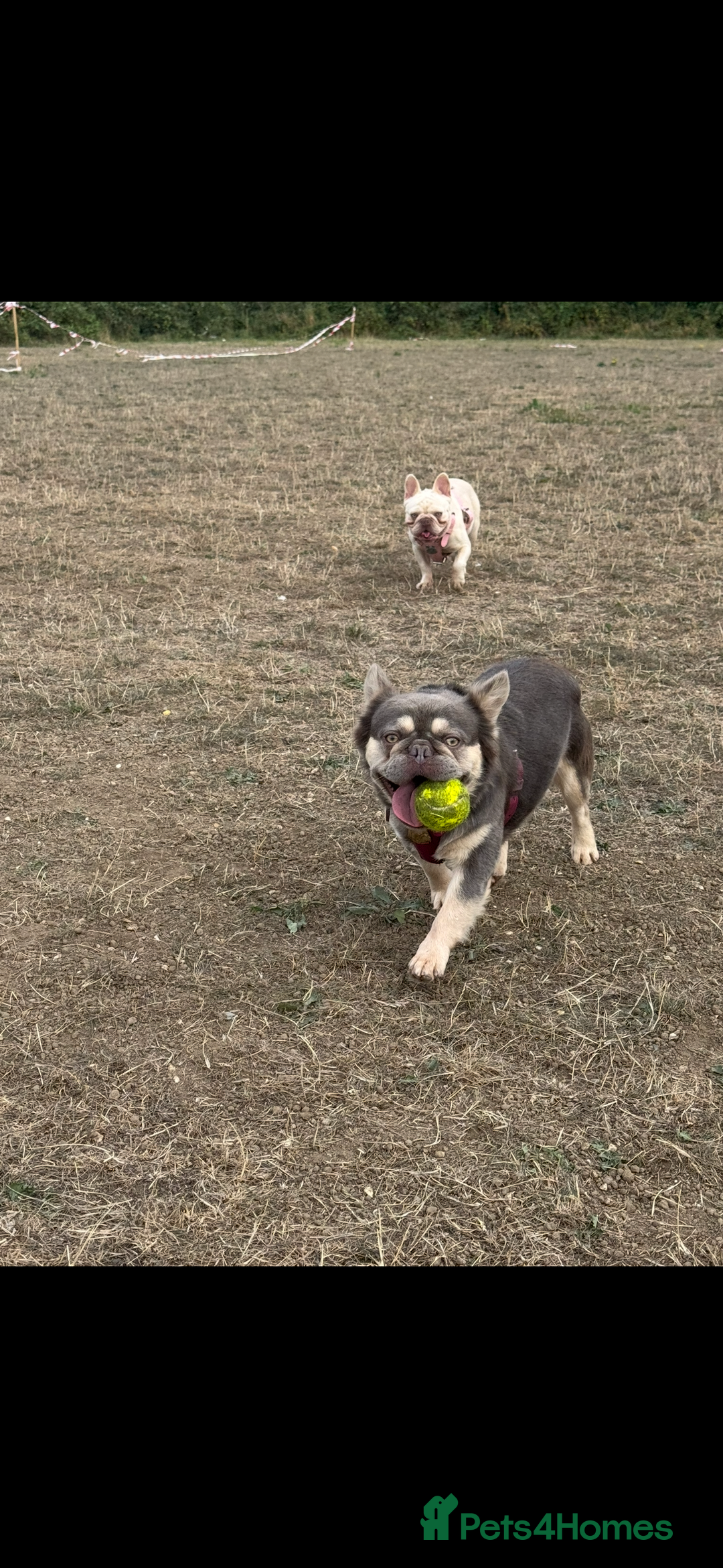 French Bulldog dogs for stud: Fluffy Frenchbulldog for stud checkmate bloodline - Image 2
