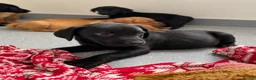 Labrador Retriever dogs for sale: Beautiful KC Labrador Pups Ready To Leave - Advert 8
