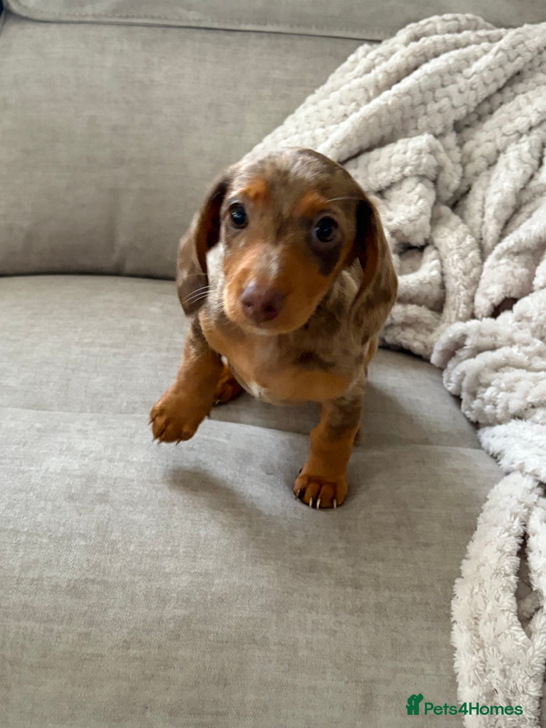 Dachshund dogs for sale: One female Dapple for sale - Image 2