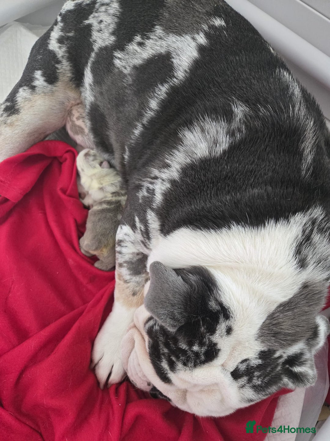 English Bulldog dogs for sale: Beautiful lilac merle female - Image 3