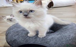 Ragdoll cats for sale:  beautiful Rag doll kittens raised at home - Image 4