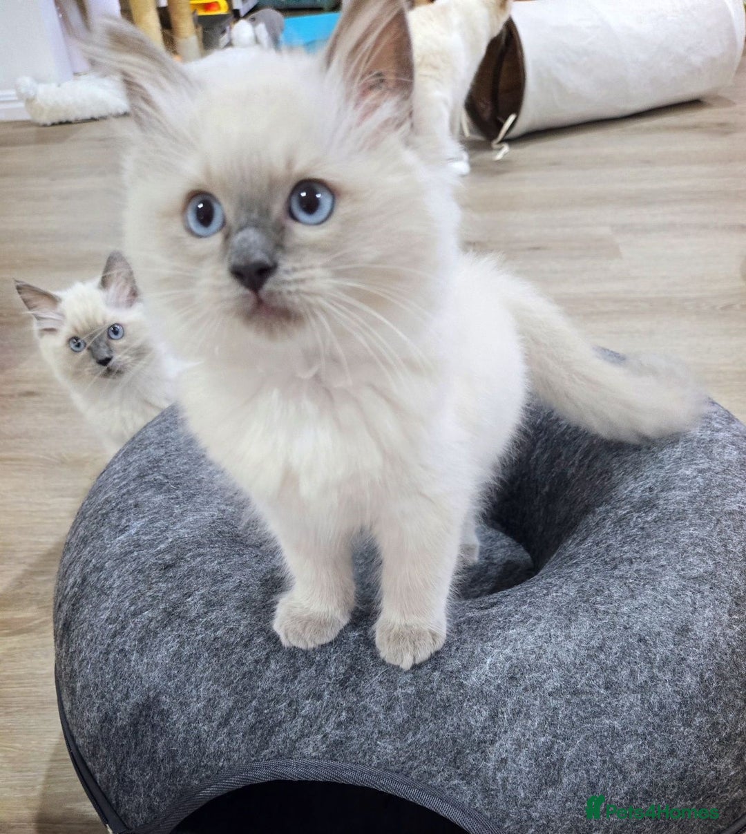 Ragdoll cats for sale:  beautiful Rag doll kittens raised at home - Image 4