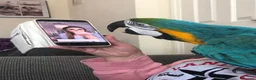 Macaws birds for sale: Nacho Blue and Gold Macaw  in Northampton - Advert 5