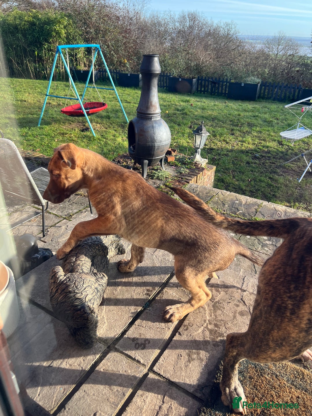 Mixed Breed dogs for sale: Staffy x Australian Kelpie  - Advert 33