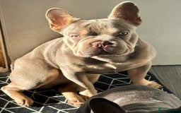 French Bulldog dogs for stud: French bulldog STUD  - Image 3