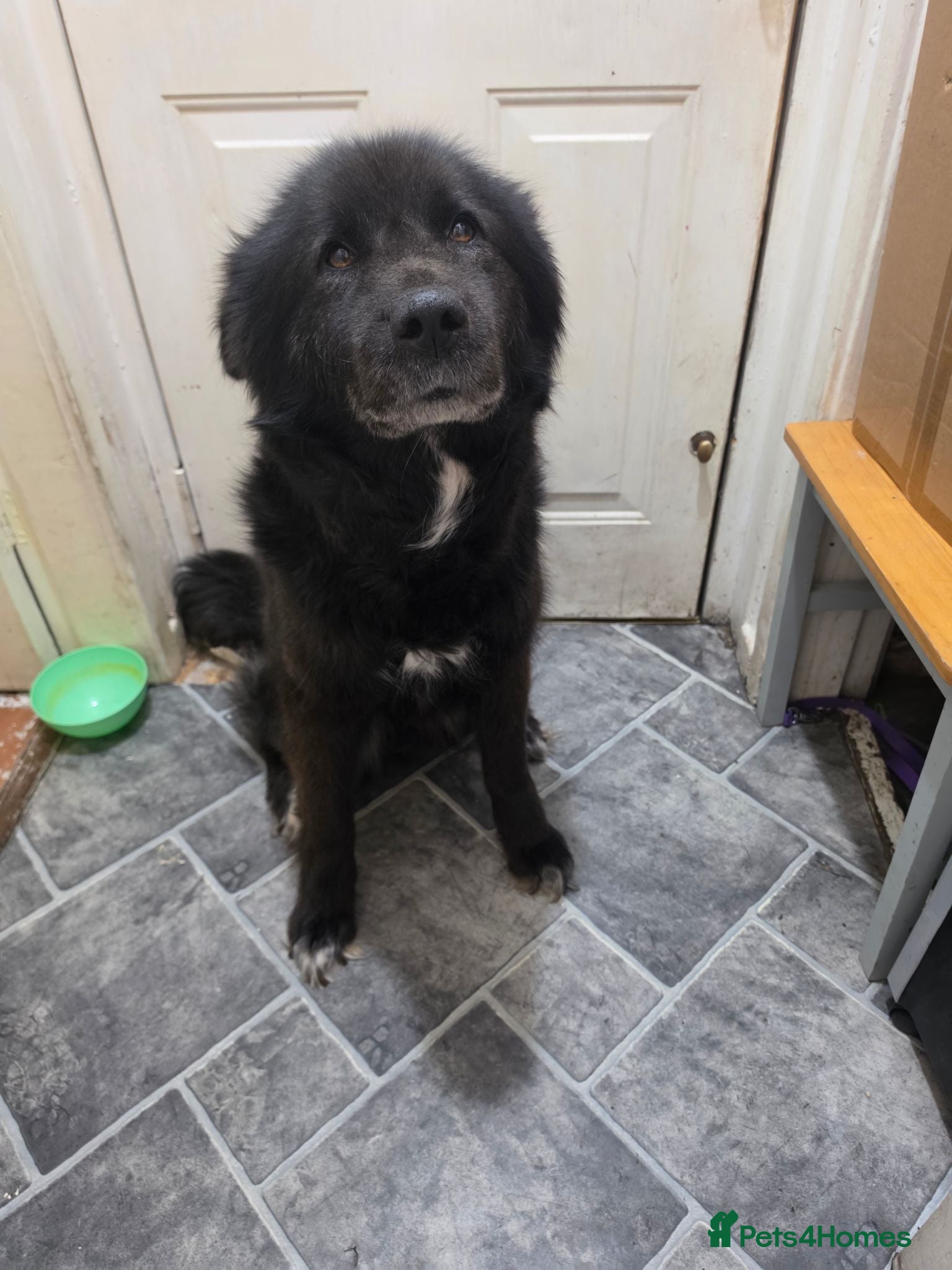 Mixed Breed dogs 9 year old female. Please read description  - Advert 1
