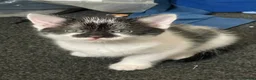 Turkish Van cats for sale: Litter of 4 gorgeous kittens  - Advert 11