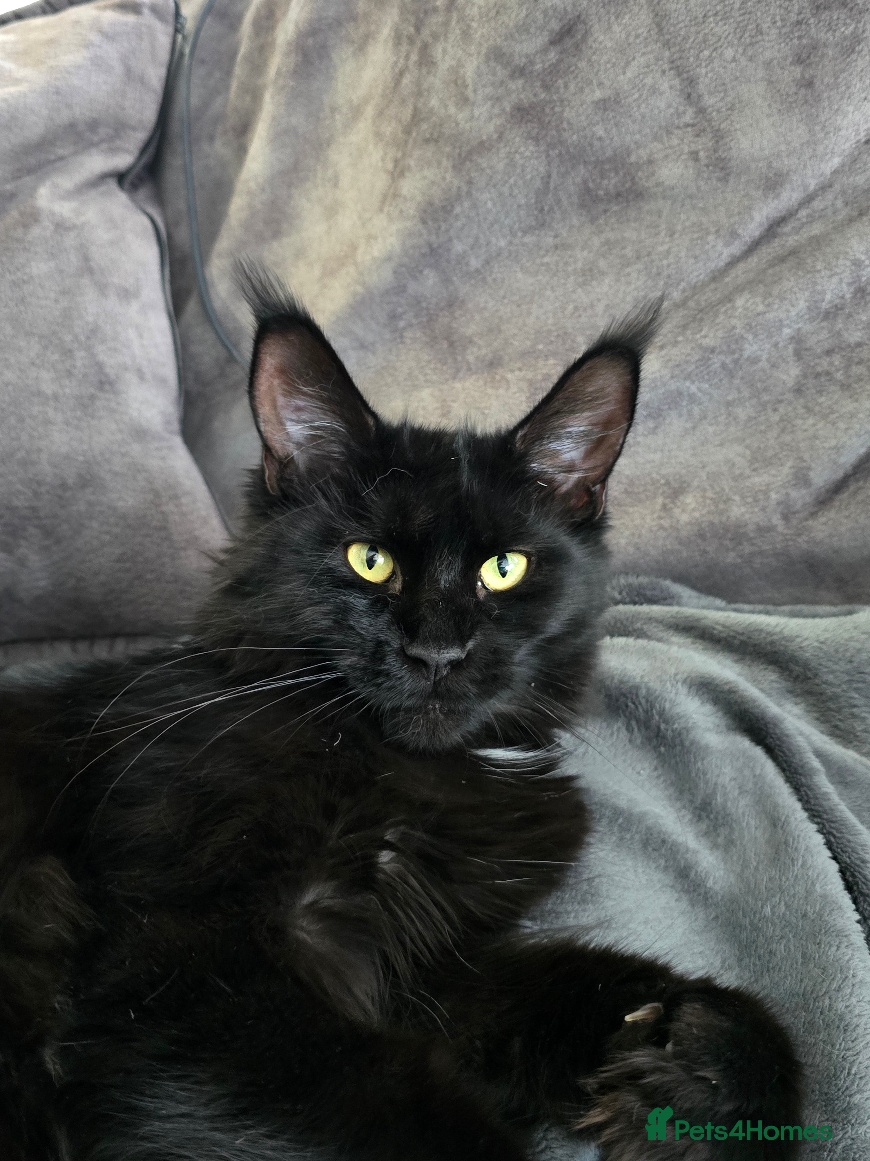 Maine Coon cats Pedigree TICA Maine Coon kittens READY  - Advert 5