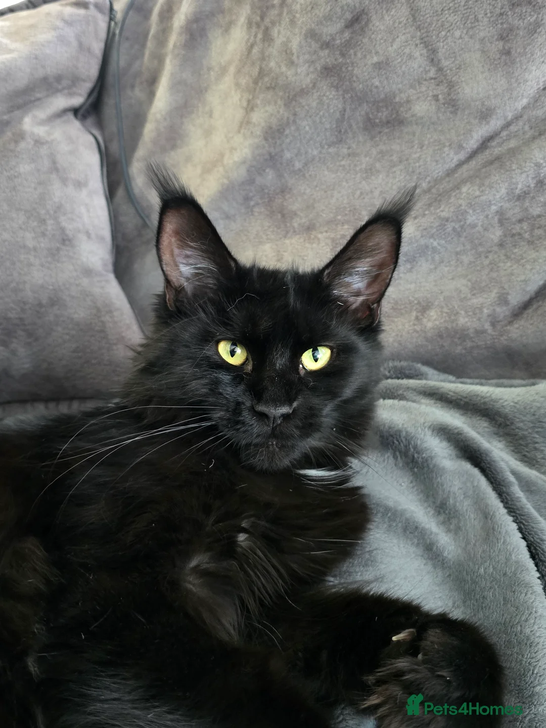 Maine Coon cats for sale: Pedigree TICA Maine Coon kittens READY  - Advert 1