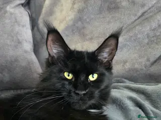 Maine Coon cats Pedigree TICA Maine Coon kittens READY - Advert 5