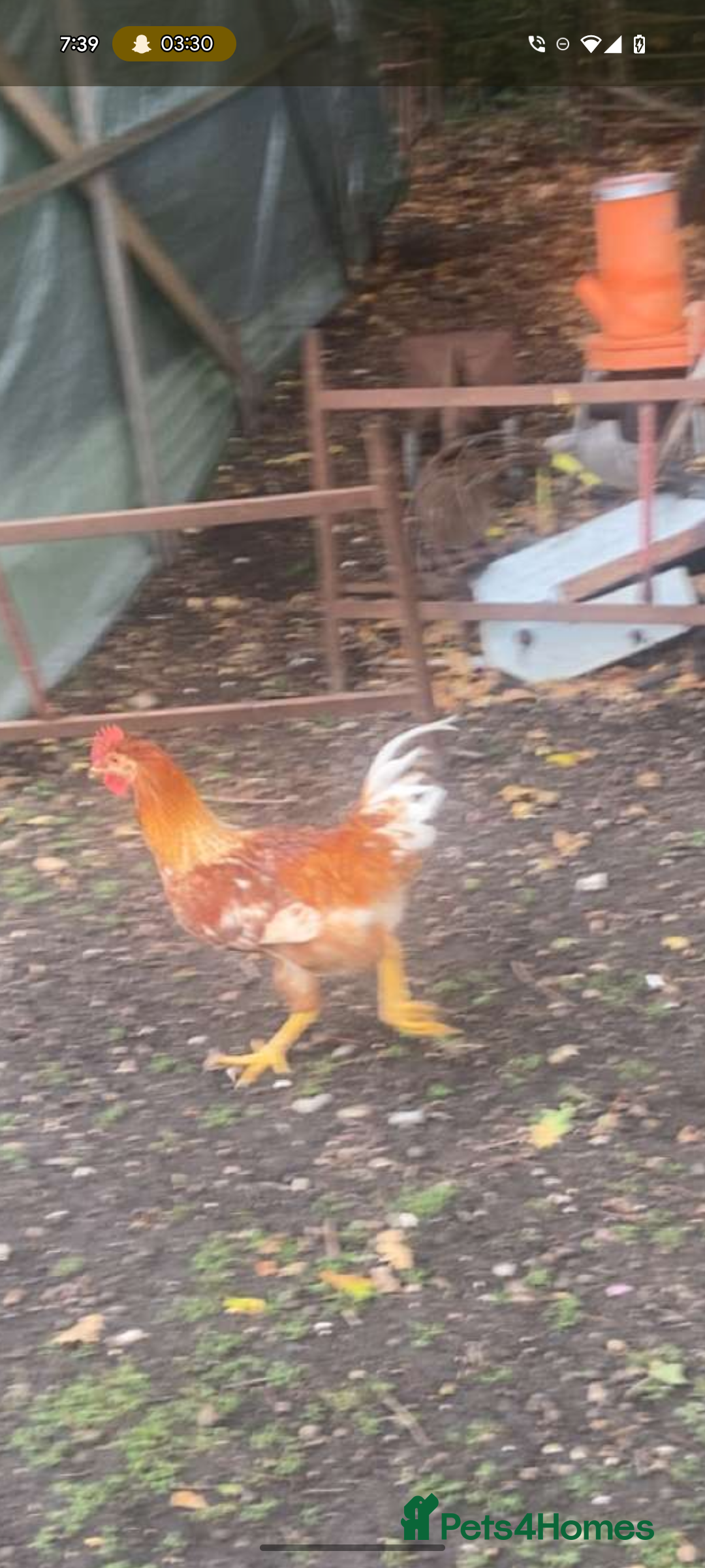 Chickens poultry for sale: Cockerel  - Image 2