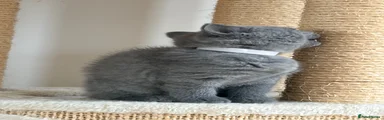 British Shorthair 4