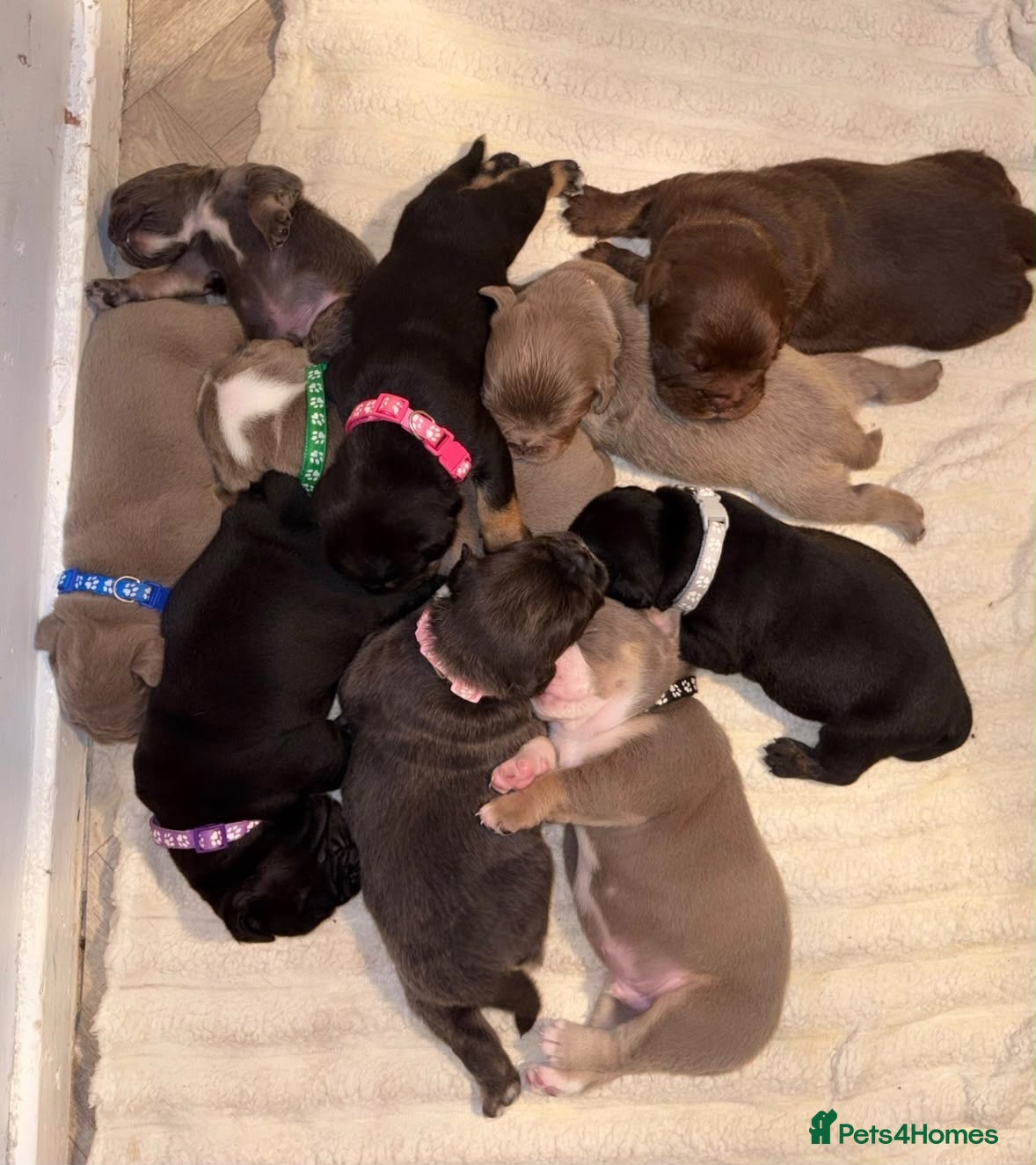 Olde English Bulldogge dogs Olde English bulldog pups  - Advert 1
