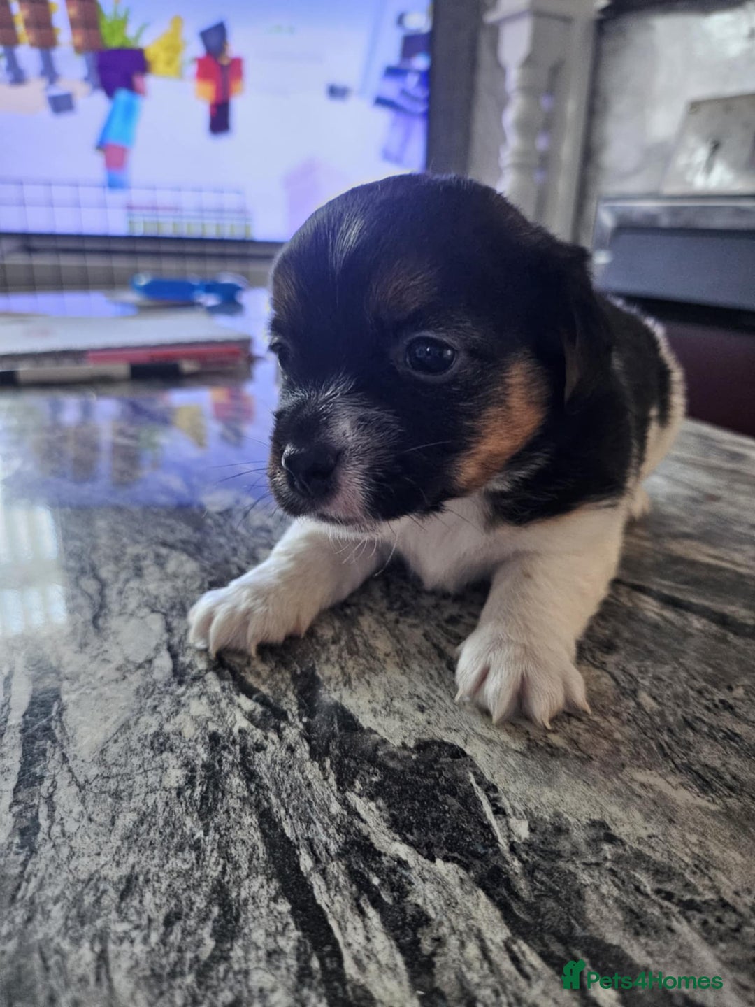 Jack Russell dogs for sale: Full pedigree jack russle pups  - Advert 20