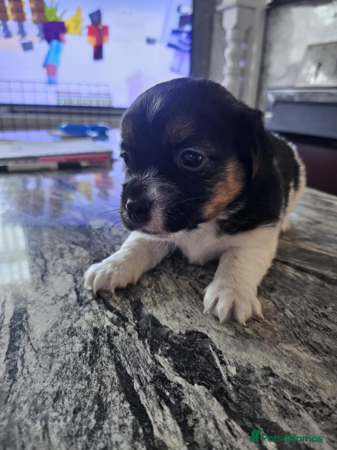 Jack Russell dogs for sale: Full pedigree jack russle pups  - Advert 12