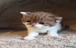 British Shorthair cats for sale: Champion lines bi colour cinnamon kittens  - Image 12