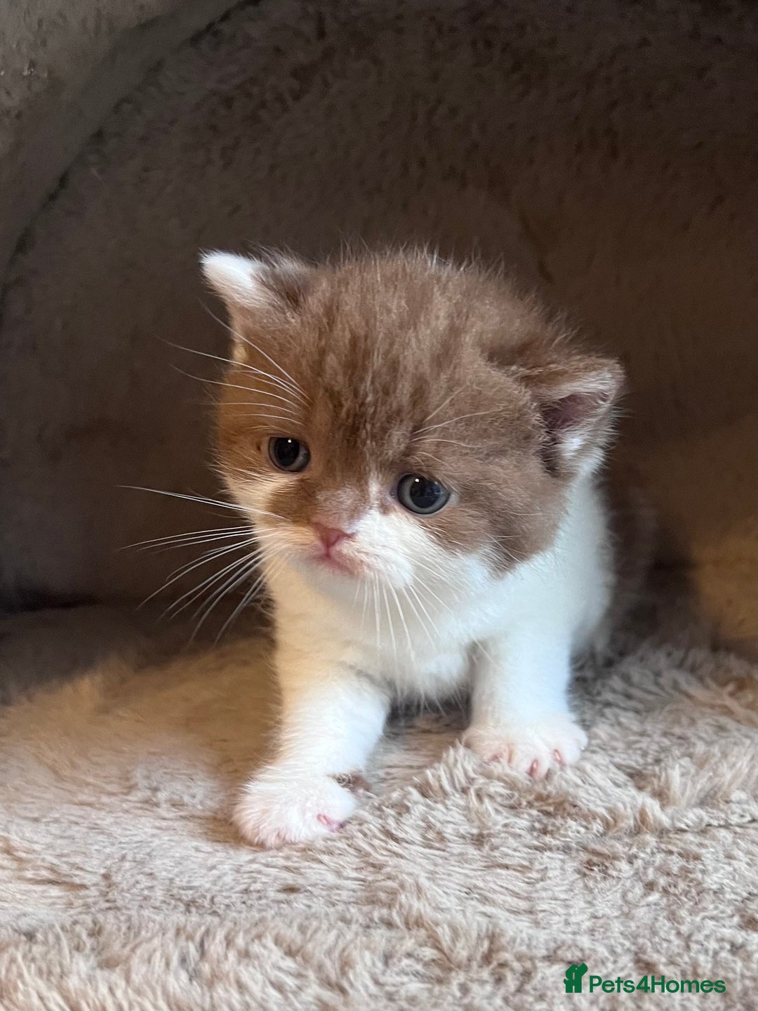 British Shorthair cats for sale: Champion lines bi colour cinnamon kittens  - Image 12