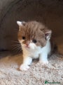 British Shorthair bi colour cinnamon/white Kitten 3