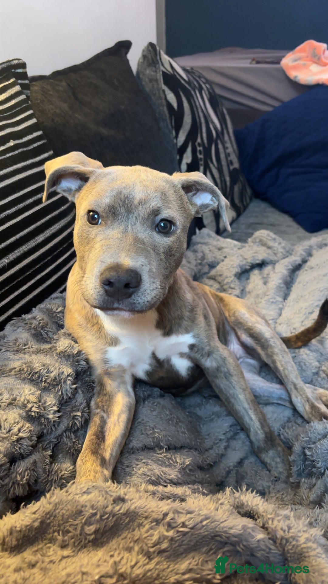 Staffordshire Bull Terrier dogs for sale: 5⭐HOME ONLY! Male Staffy - Advert 1