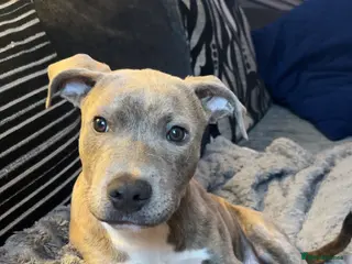 Staffordshire Bull Terrier dogs 5⭐HOME ONLY! Male Staffy - Advert 1