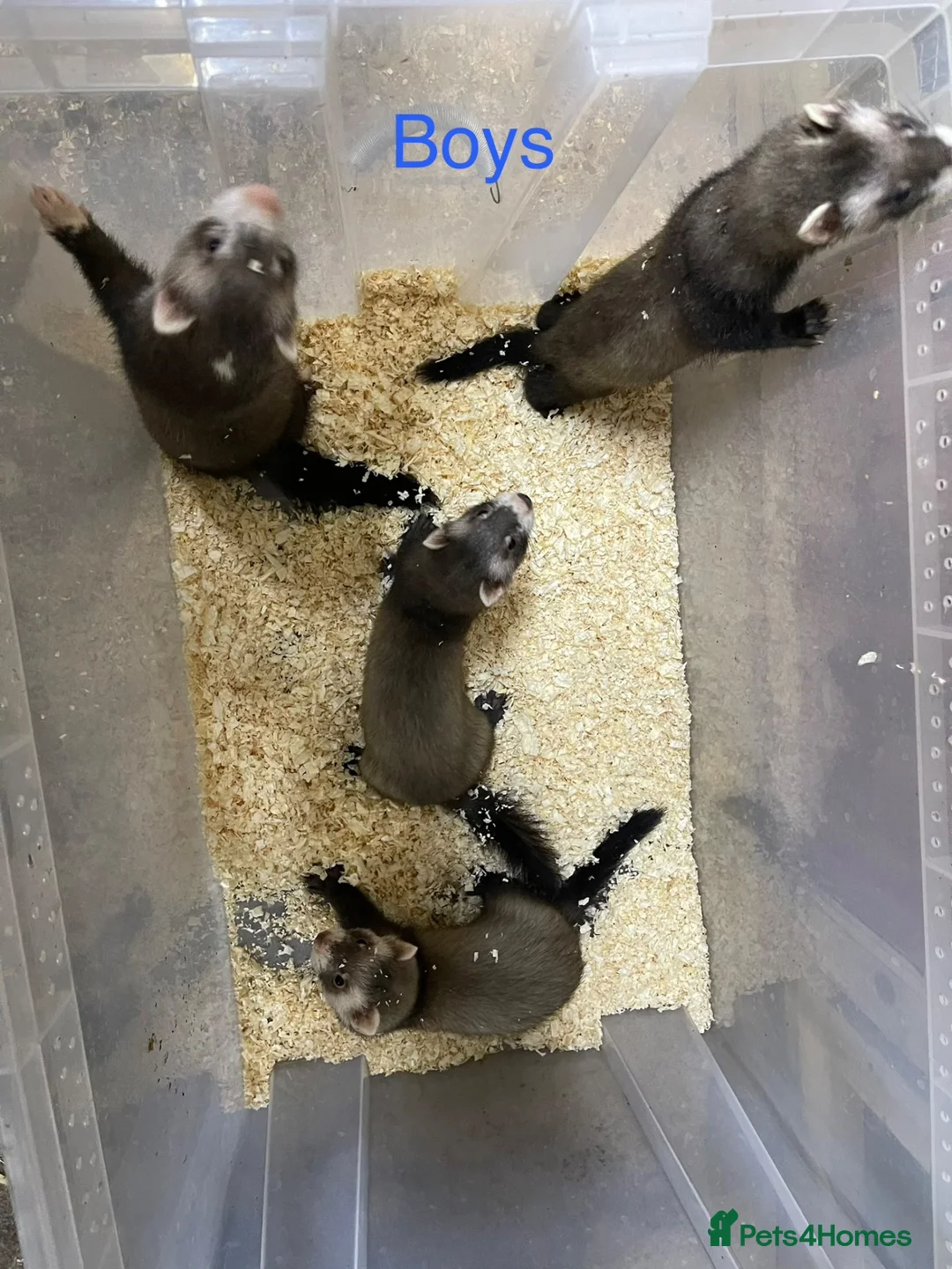 Ferret rodents for sale: Jill’s and hobs available  - Advert 2