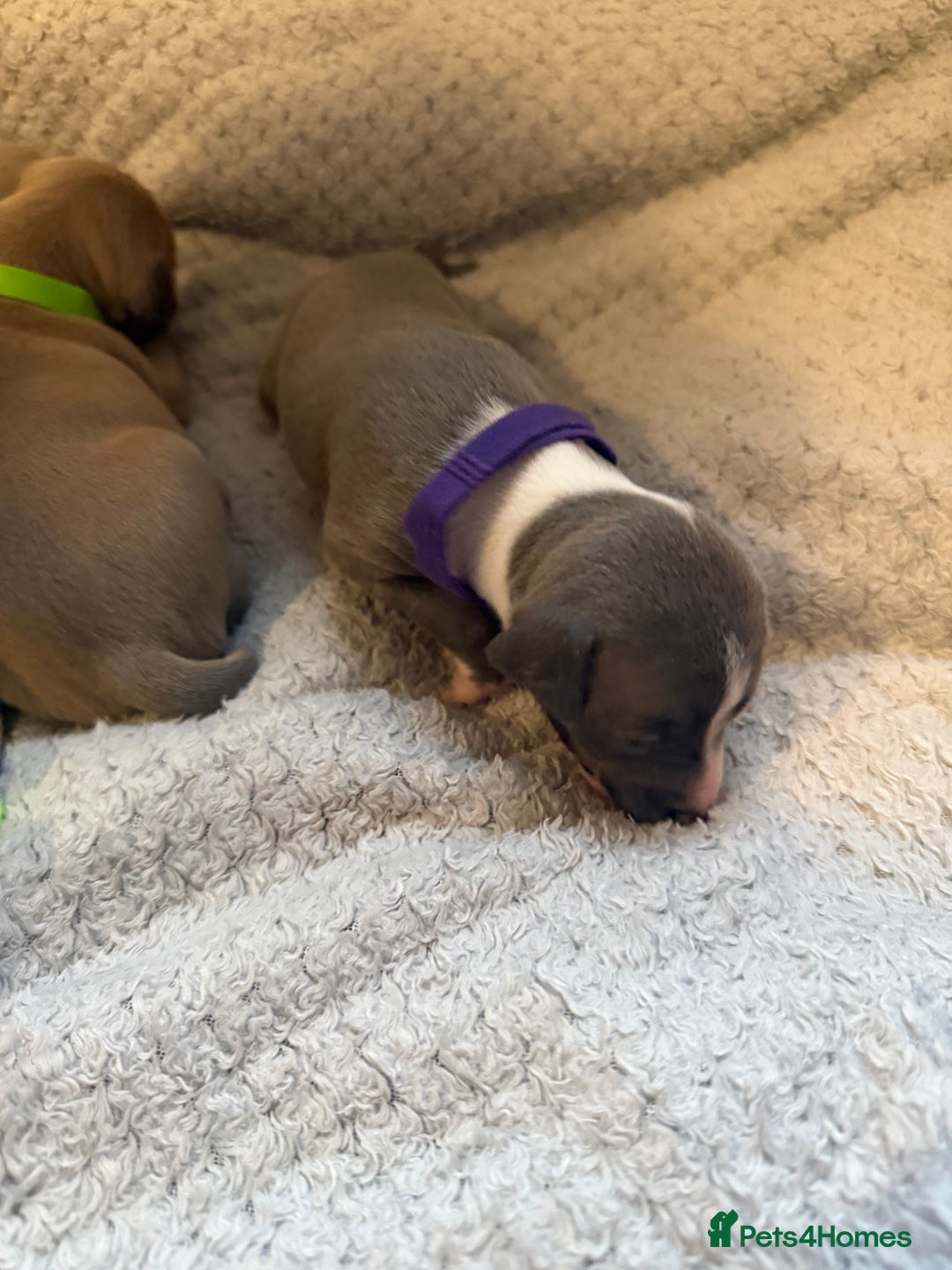 Italian Greyhound dogs for sale: KC registered Perfect Italian greyhound puppies  - Advert 9