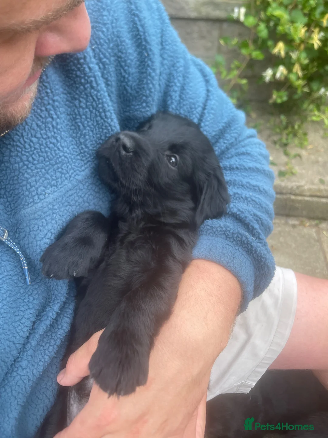 Flat coated Retriever dogs for sale: KC Reg Flat Coated Retrievers  - Advert 2