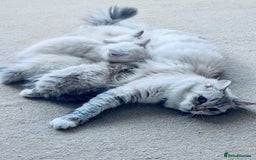 Neva Masquerade cats for sale: Adorable Siberian Neva Masquerade Kittens for Sale - Image 7