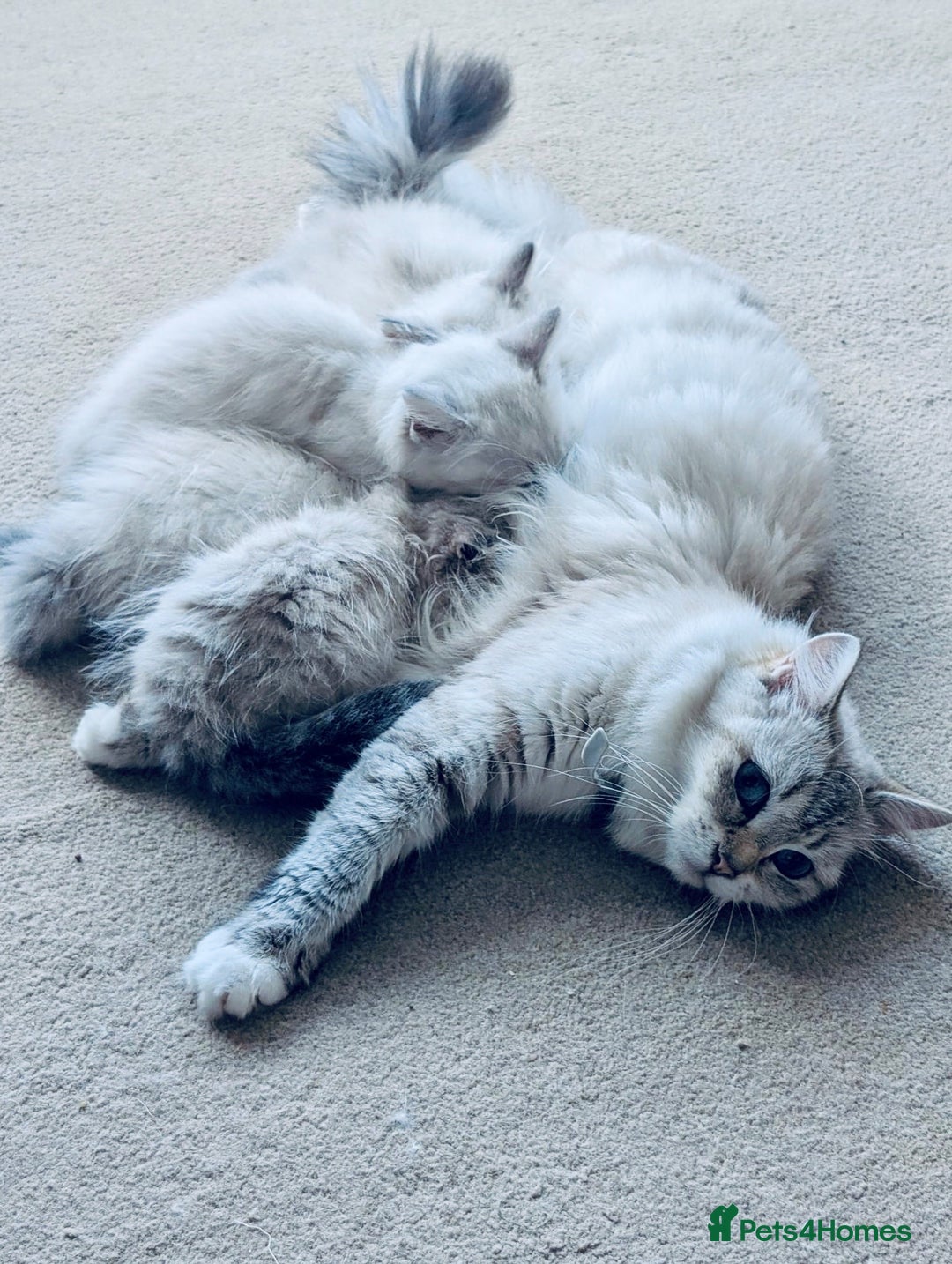 Neva Masquerade cats for sale: Adorable Siberian Neva Masquerade Kittens for Sale - Image 7