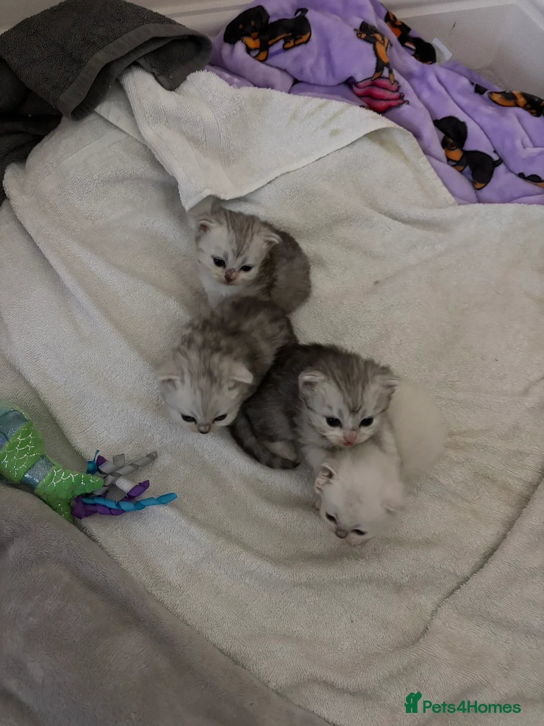 Persian cats for sale: Doll Face Persian Kittens in Uckfield - Advert 2