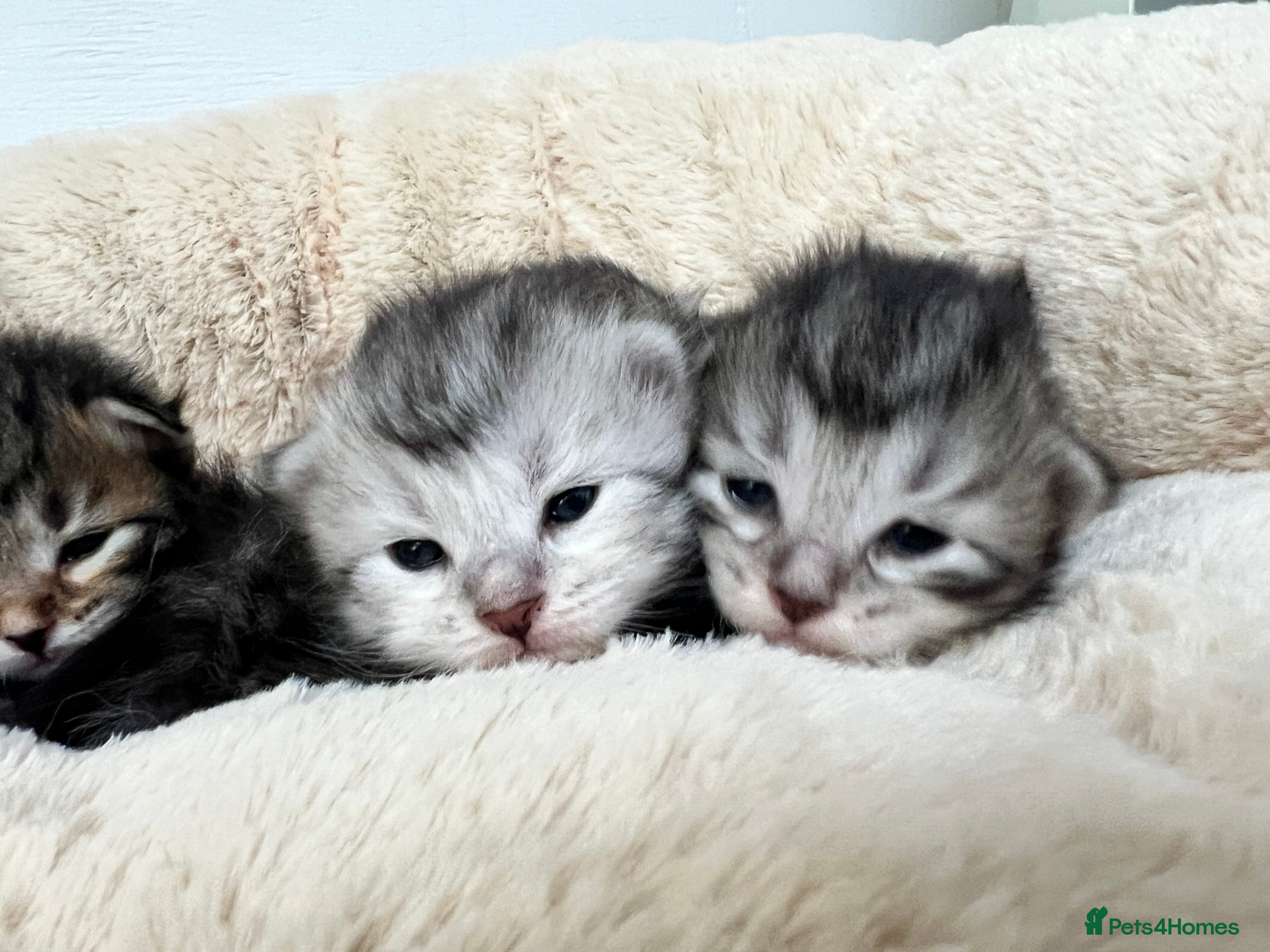 Siberian cats 🩶🩵Traditional Siberian Babies🩵🩶 - Advert 1