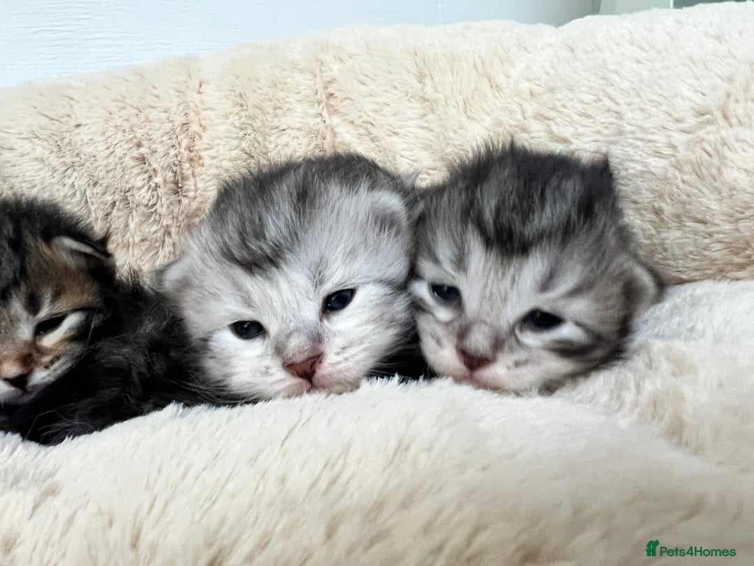 Siberian cats for sale: 🩶🩵Traditional Siberian Babies🩵🩶 - Advert 1