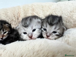 Siberian cats 🩶🩵Traditional Siberian Babies🩵🩶 - Advert 5