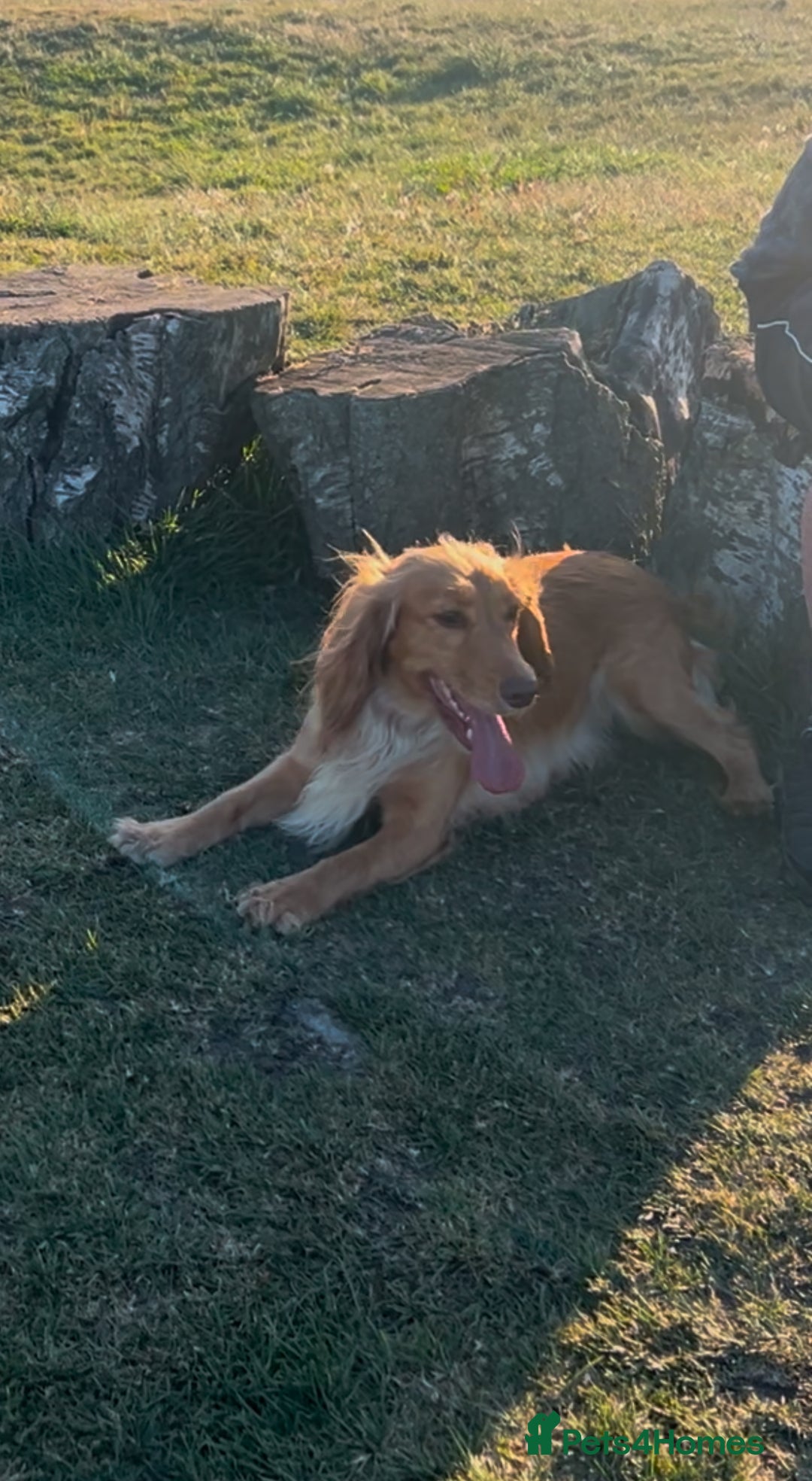 Cocker Spaniel dogs for sale:   KC Registered cocker spaniel 🐾🐾🐾🐾🐾🐾🐾🐾 - Image 16
