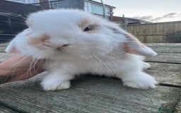 Mini Lop rabbits for sale: Mini lop boy  - Image 2