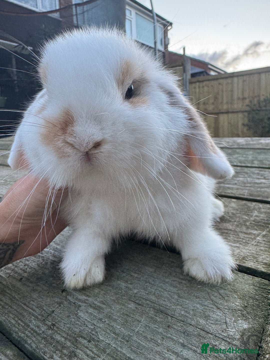Mini Lop rabbits for sale: Mini lop boy  - Image 2
