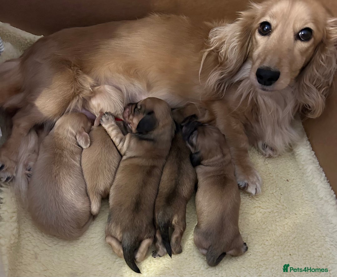 Miniature Dachshund dogs for sale: Kc registered longhaired miniature dachshunds  - Advert 1