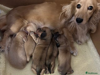 Miniature Dachshund dogs Kc registered longhaired miniature dachshunds - Advert 5