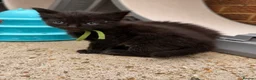 Ragcoon cats for sale: Beautiful Ragcoon kittens 🐾  - Advert 8