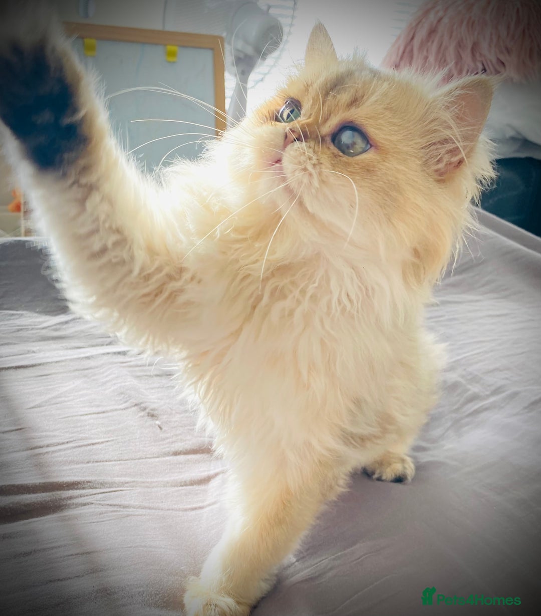 British Longhair cats for stud: 🐾🐾🐱Pretty boy looking for a girl 🐱🐾🐾 in Luton - Image 5