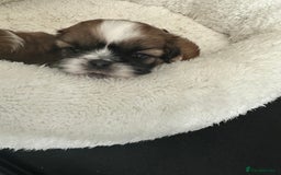 Shih Tzu dogs for sale: 🐾 Gorgeous Shih Tzu Puppies – 1 Boy & 1 Girl 🐾 - Image 2