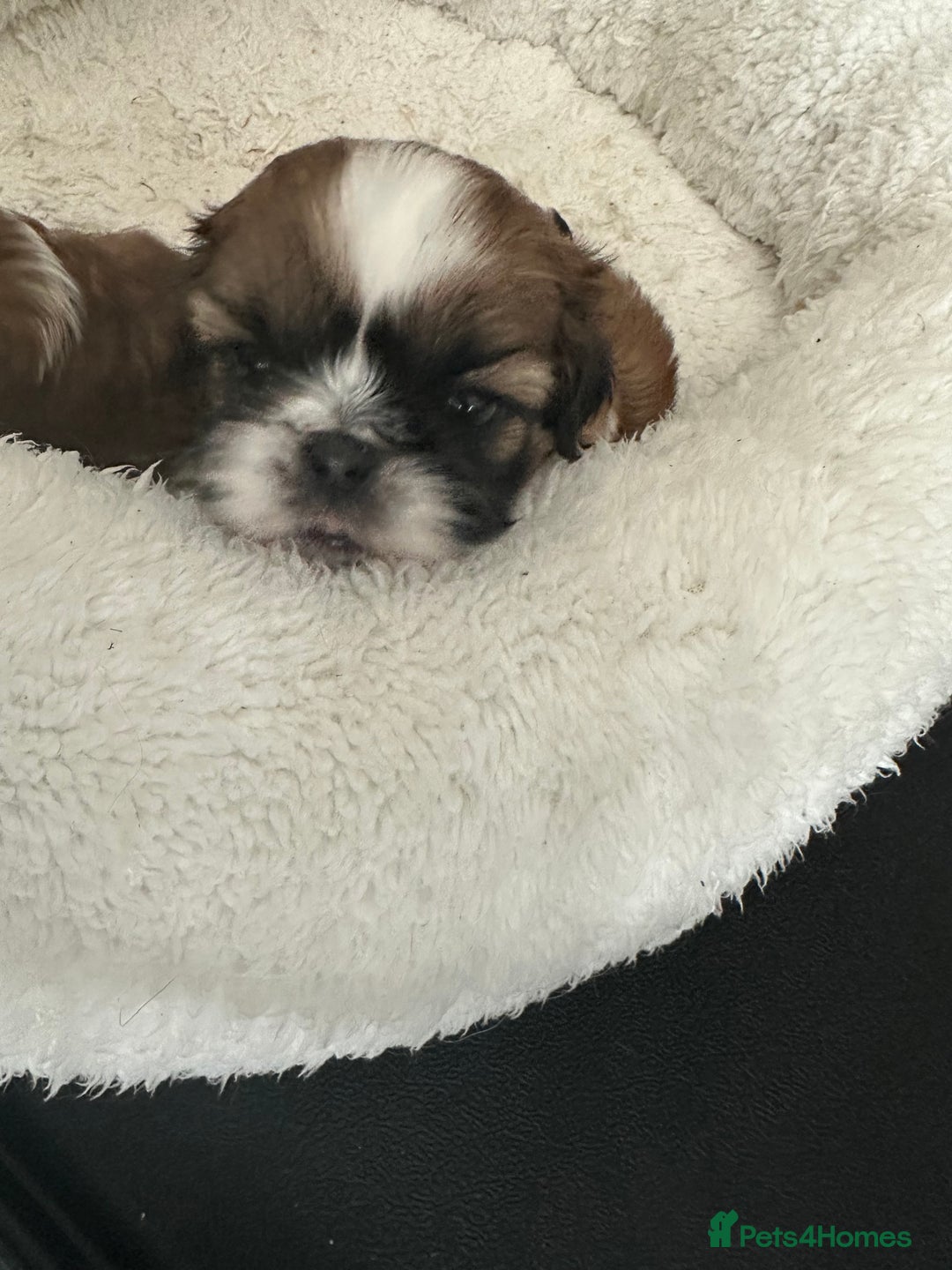 Shih Tzu dogs for sale: 🐾 Gorgeous Shih Tzu Puppies – 1 Boy & 1 Girl 🐾 - Image 2