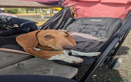 Miniature Dachshund dogs for sale: Piebald dachshund  - Image 2