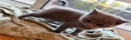 British Shorthair cats for sale: Adorable Purebred British Shorthair Kittens - 9wks - Advert 15