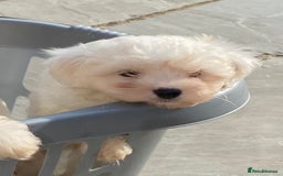 Maltipoo dogs for sale: Beautiful Maltipoo Puppies *Ready to leave* - Image 7